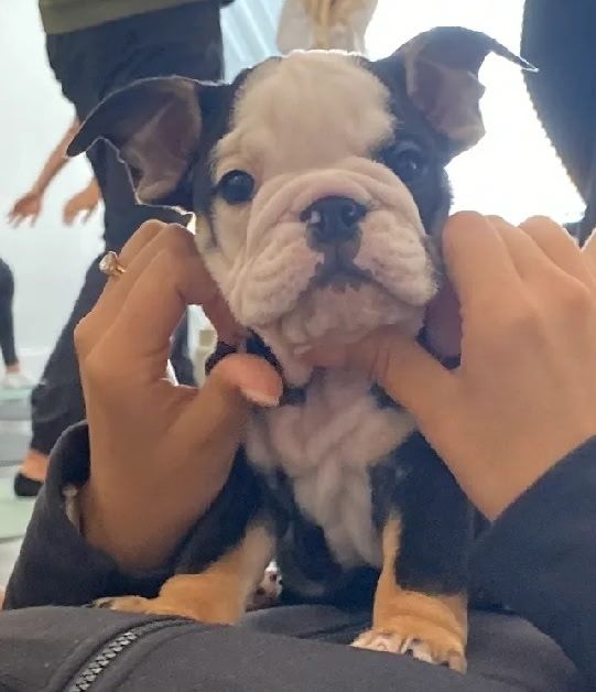 A newborn English bulldog puppy with black and white fur, lying on a paw-print patterned blanket.