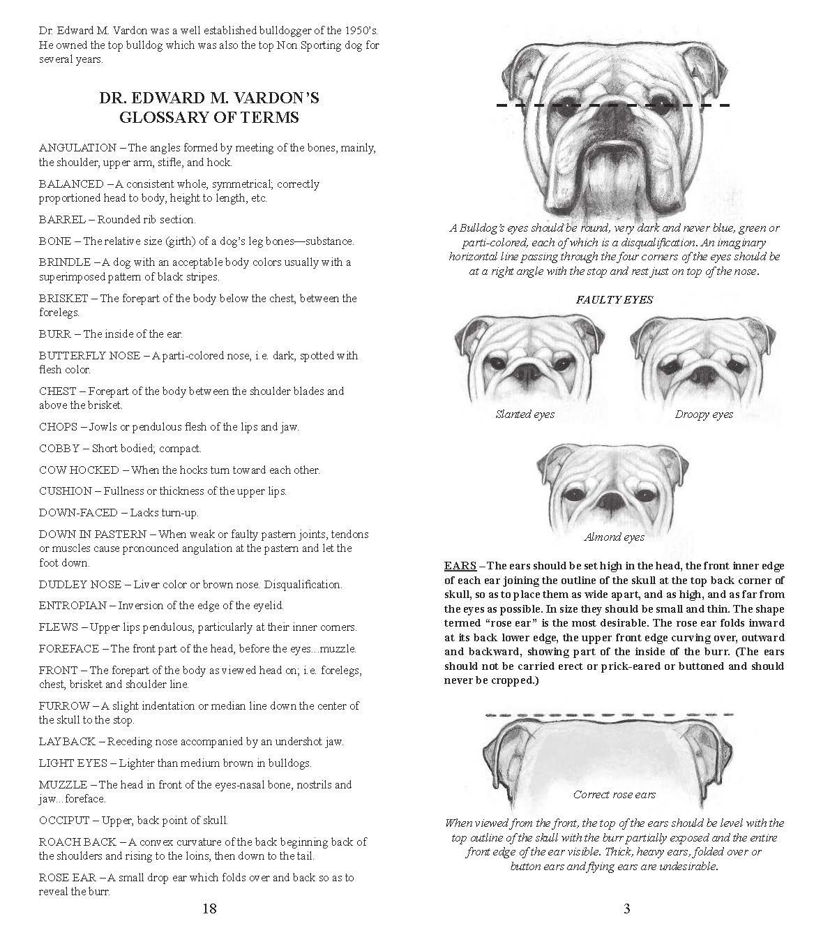A page detailing Bulldog breed characteristics with illustrative drawings, showing head structure, teeth, and a frontal view.