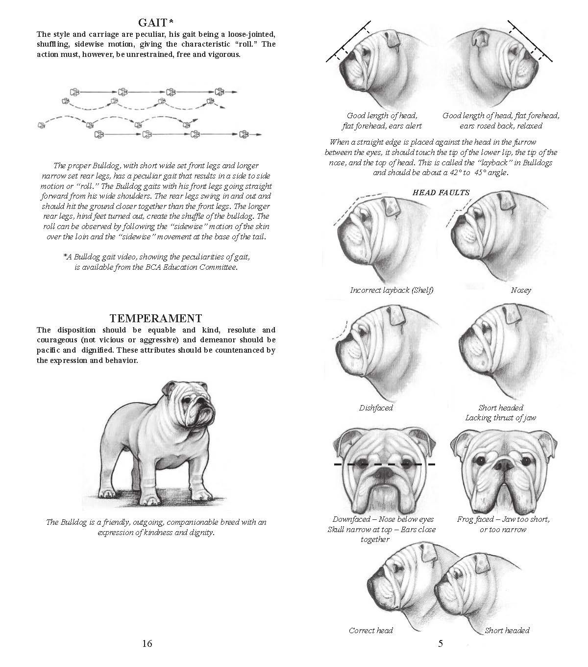 Diagram of an English Bulldog, illustrating breed standards for head shape, emuzzle. Text describes specific features.