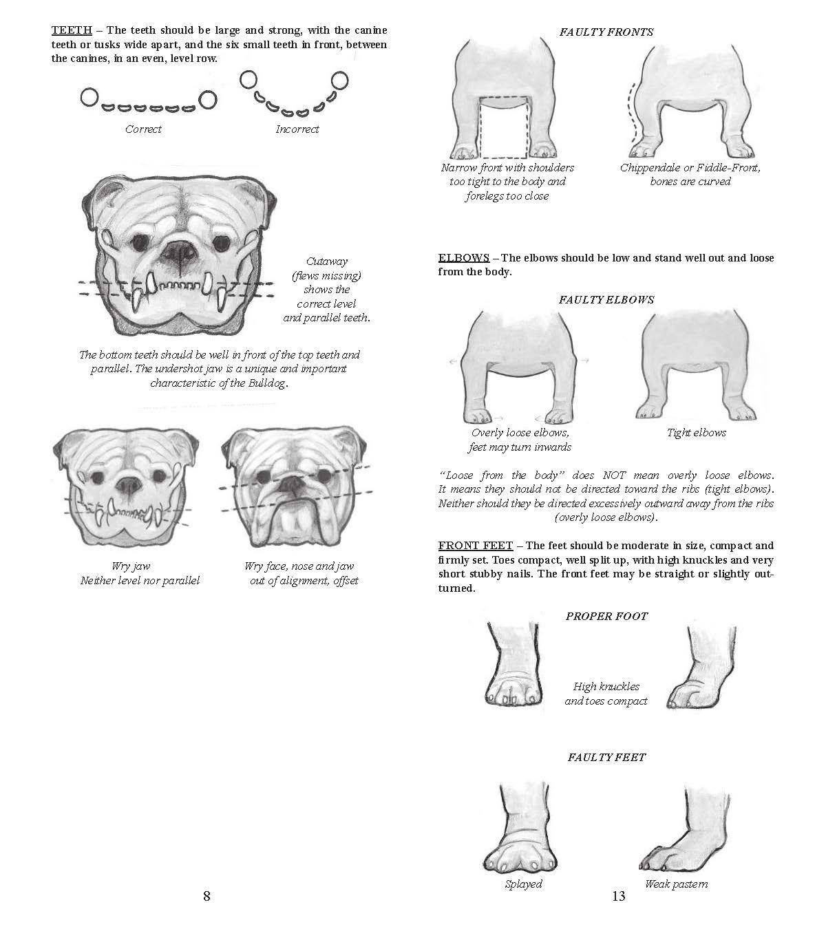 Diagrams showing anatomical features of English Bulldogs, including skull, legs, and feet comparisons.