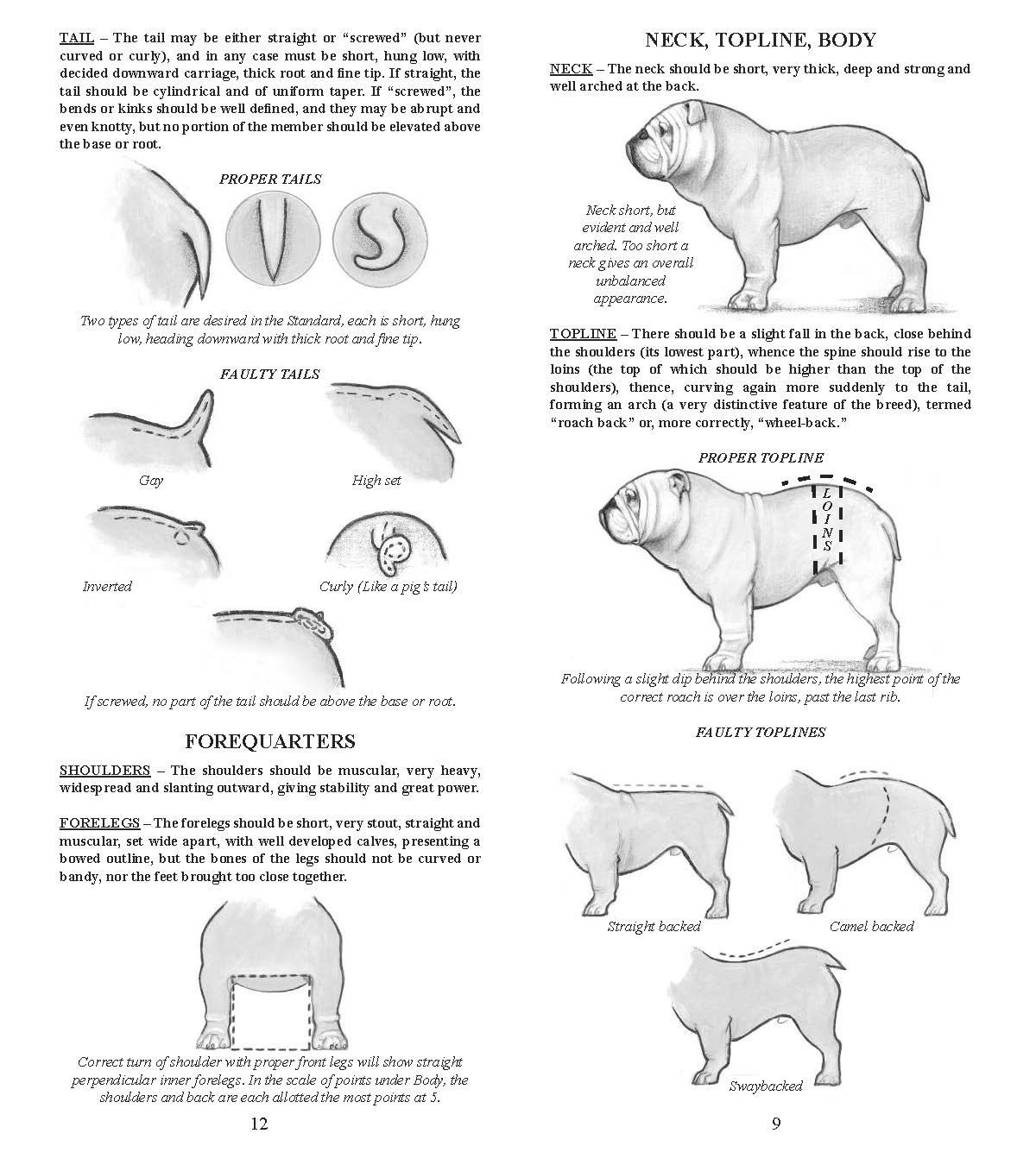 Diagram of a Bulldog breed standard, showing illustrations of body parts and conformations, with descriptive text.