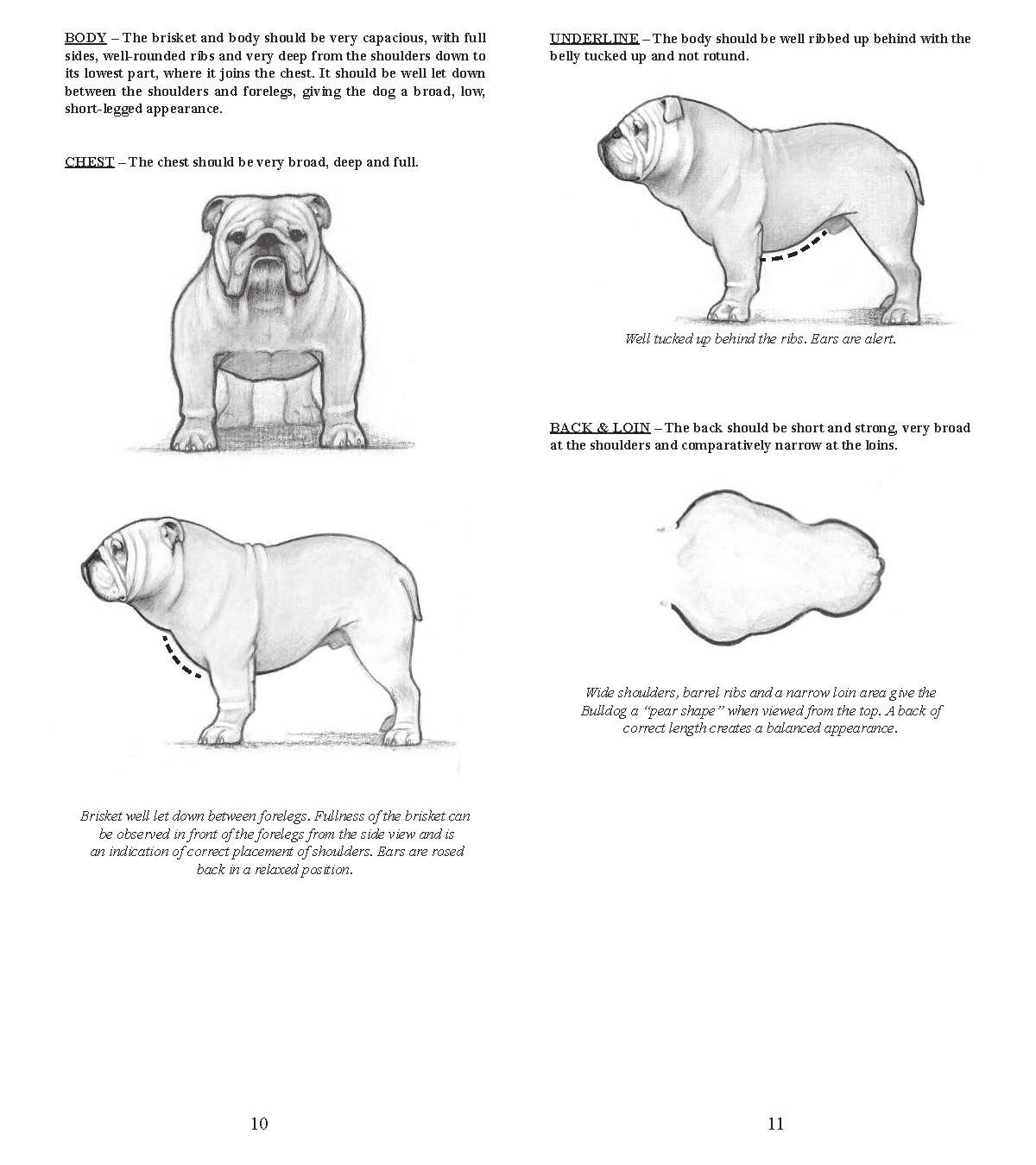 Illustrations showing the structure and characteristics of an English bulldog from different angles, includog's silhouette.