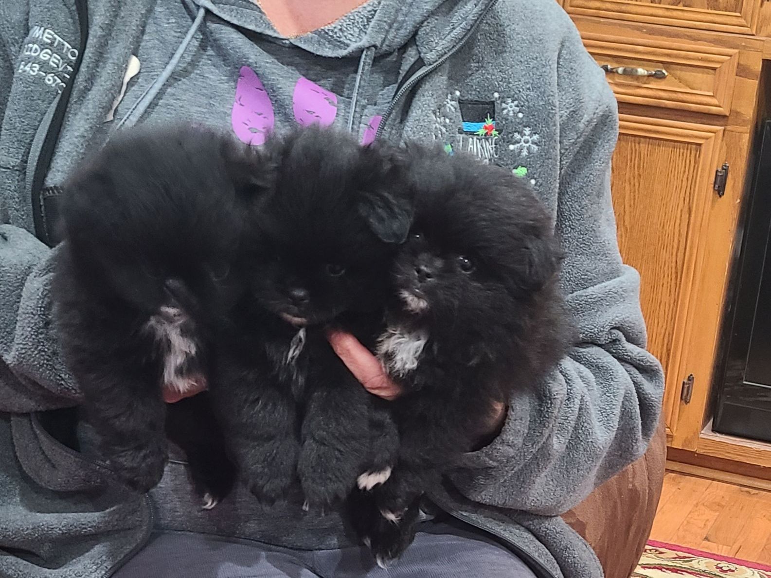 A person is holding two small black puppies in their hands.