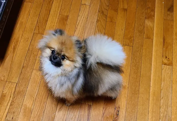 A small pomeranian dog is sitting on a wooden floor.