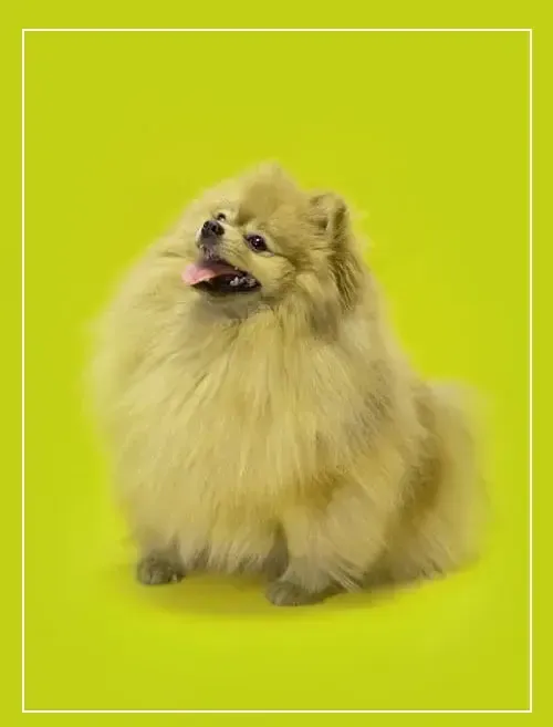 A pomeranian dog is sitting on a yellow background.