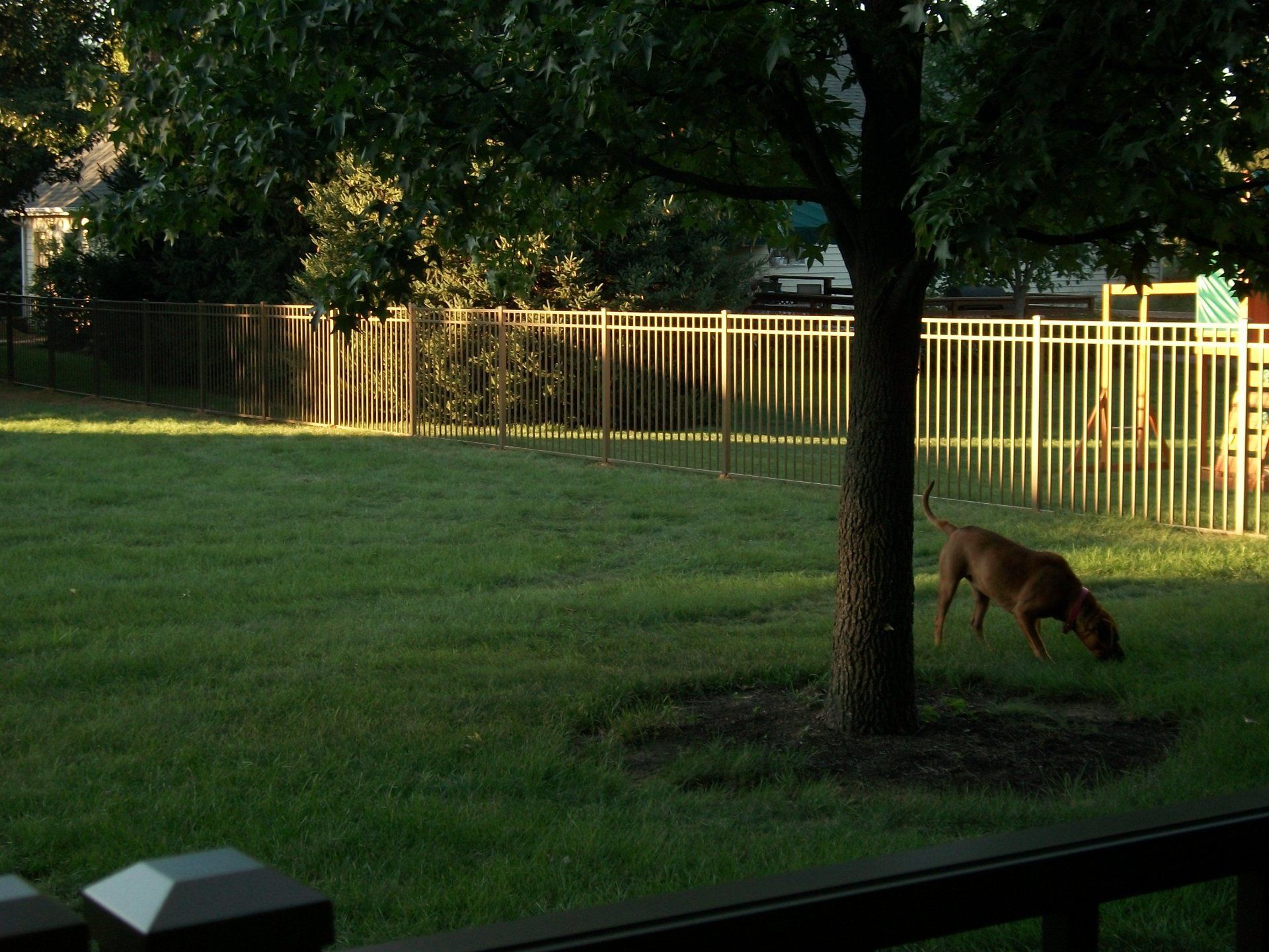 Dog sniffing the ground near a tree in a fenced yard in Lancaster, PA, late afternoon light.