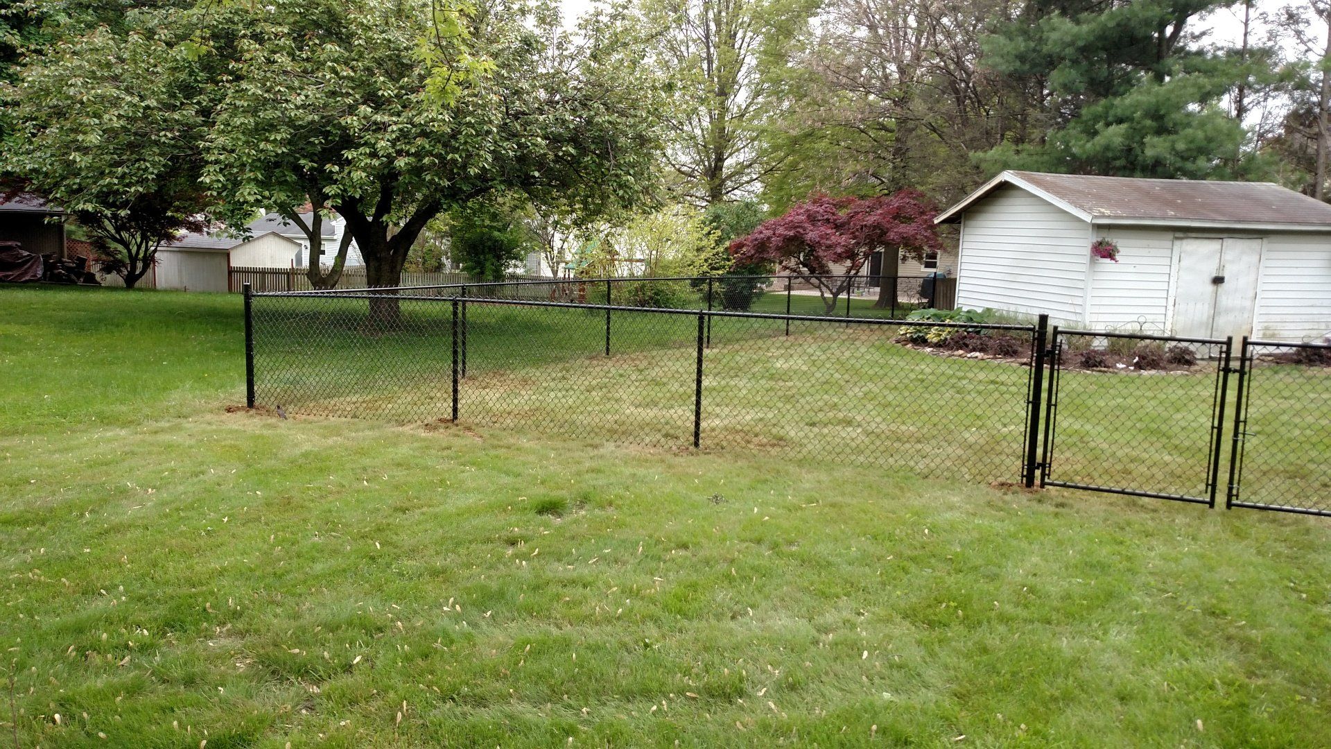 Lawn with chain-link fence, shed, gate, trees in backyard. Green grass, overcast day.