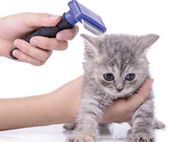 Brushing - Pet Grooming in Prescott AZ