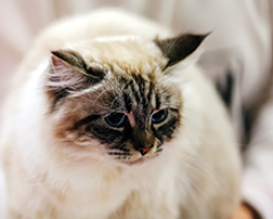 Cat Grooming - Pet Grooming in Prescott AZ