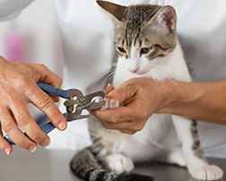 Nail Clipping - Nail Clipping in Prescott AZ