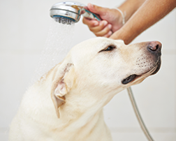 Bathing - Dog Bathing in Prescott AZ