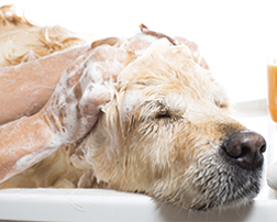 Flea and Tick Shampoo - Dog Bathing in Prescott AZ