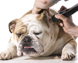 Ear Care - Dog Ear Care in Prescott AZ