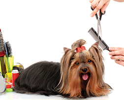 Haircut - Dog Grooming in Prescott AZ