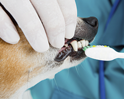 Teeth Cleaning - Pet Grooming in Prescott AZ