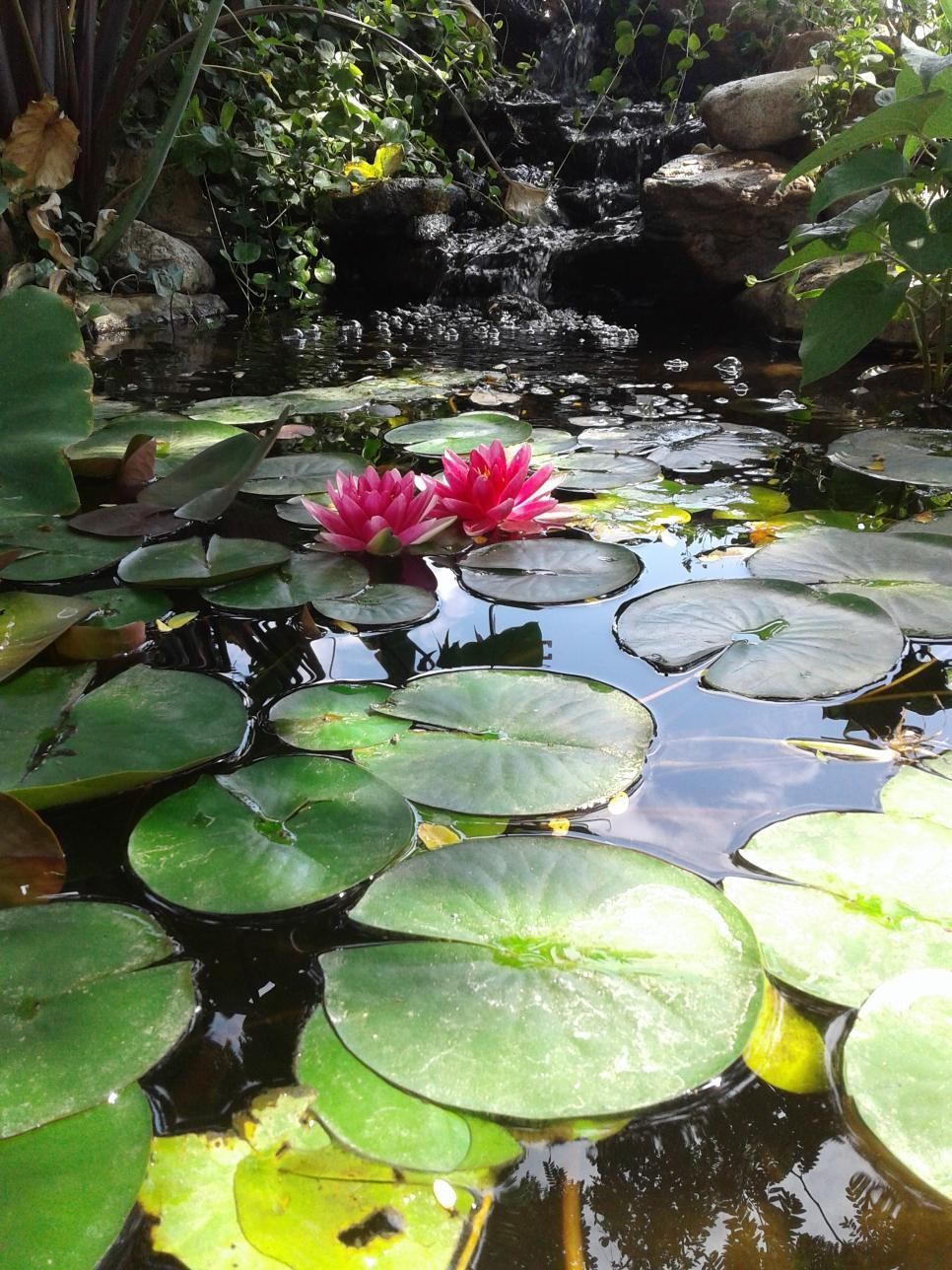 A pond filled with water lilies and flowers