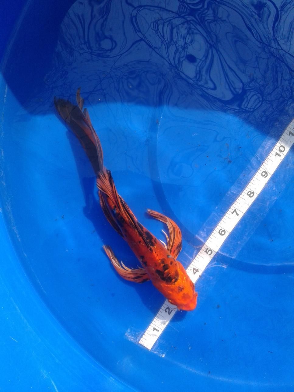 A fish is sitting in a blue bucket next to a ruler.