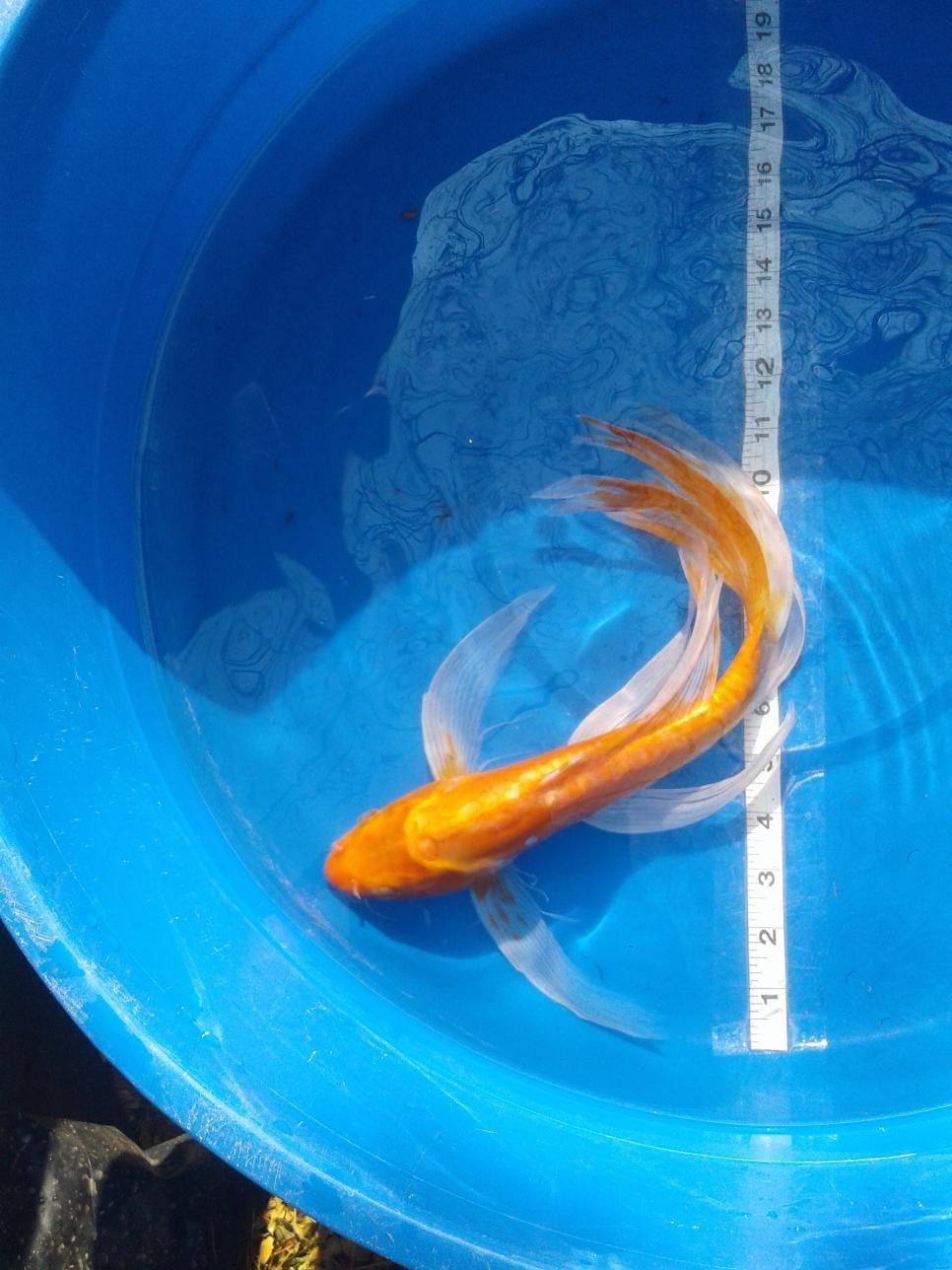 A goldfish is being measured in a blue bucket with a ruler.
