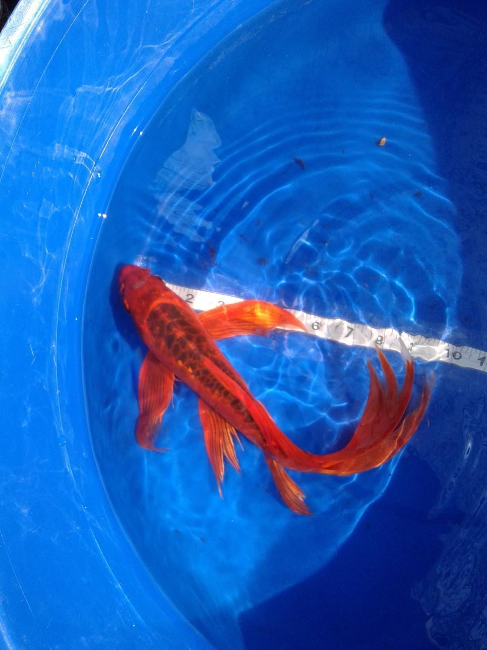 A red fish is swimming in a blue bucket