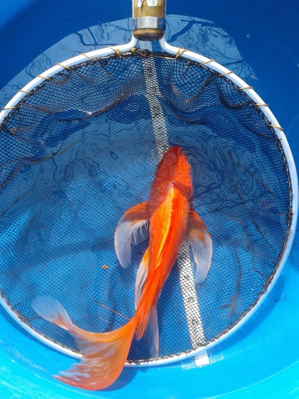 A goldfish is swimming in a blue bucket