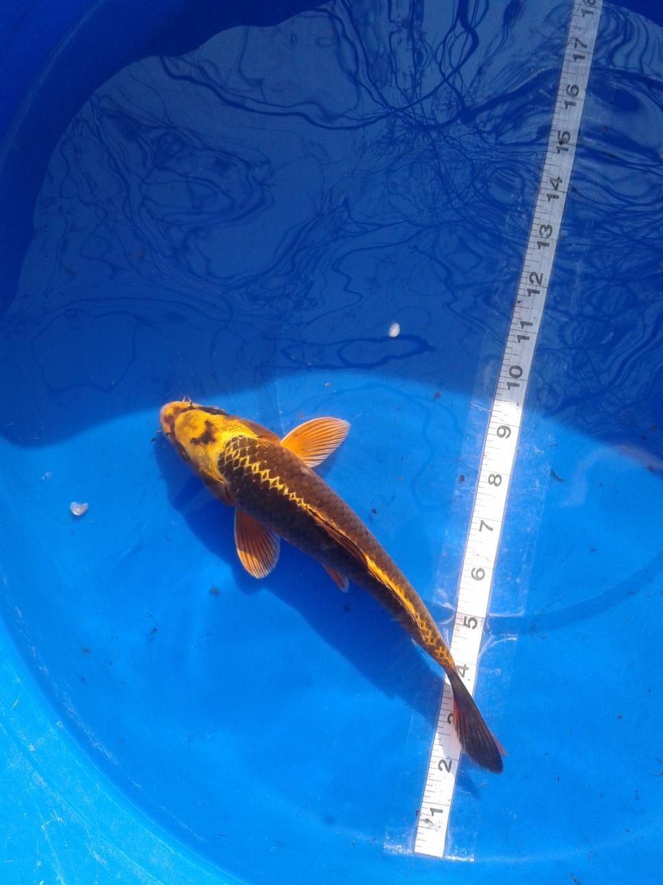 A fish is being measured by a ruler in a blue bucket