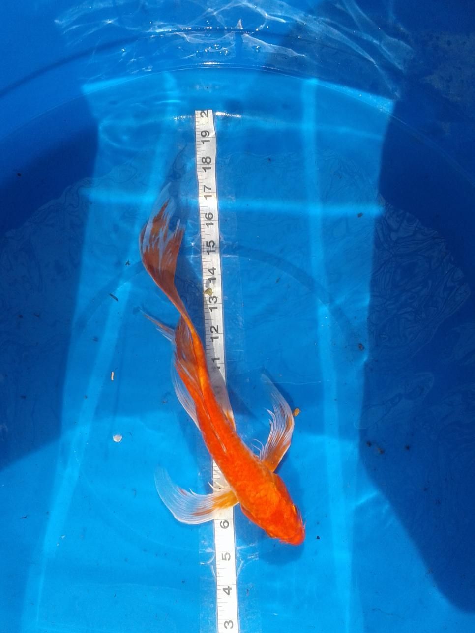 A goldfish is being measured by a ruler in a blue bucket.