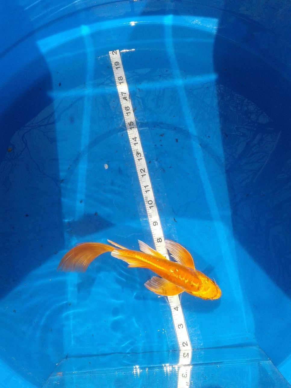 A fish is being measured by a ruler in a blue bucket