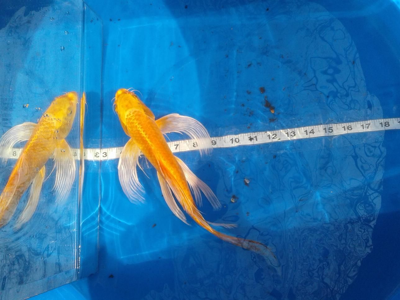 Two goldfish are being measured by a tape measure