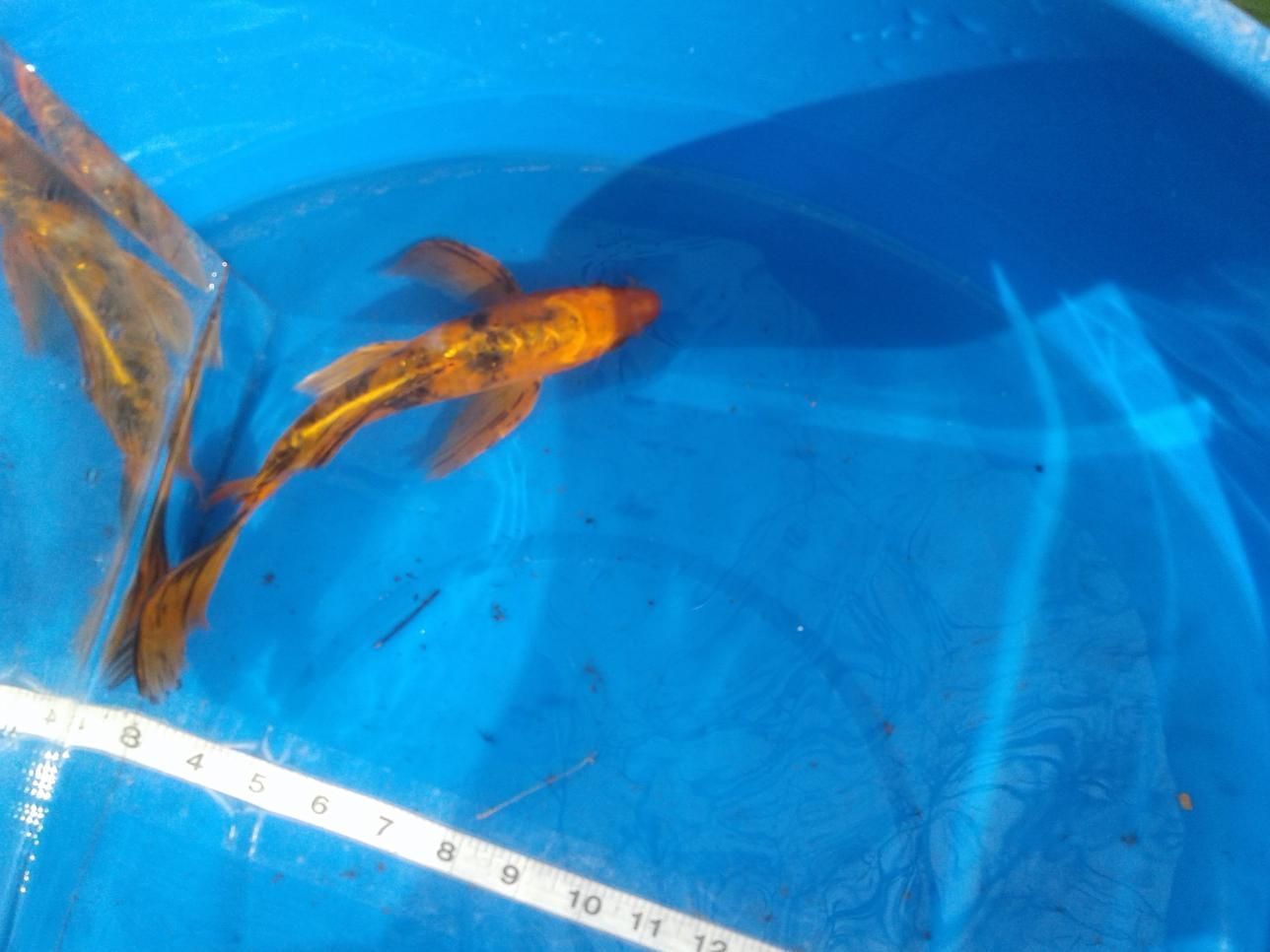 A fish is swimming in a blue bucket next to a measuring tape.