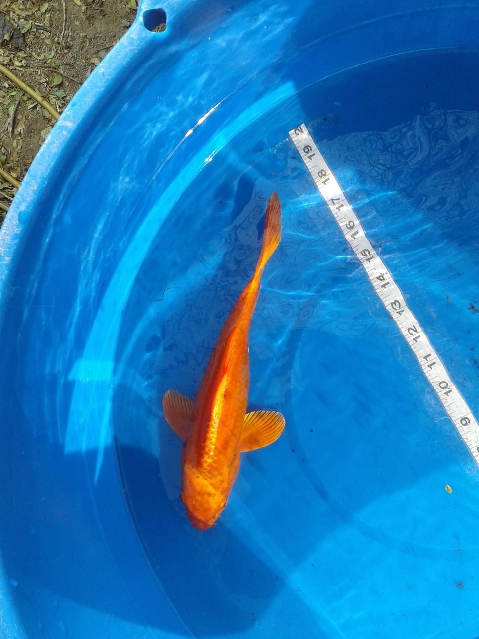 A fish is swimming in a blue bowl next to a measuring tape