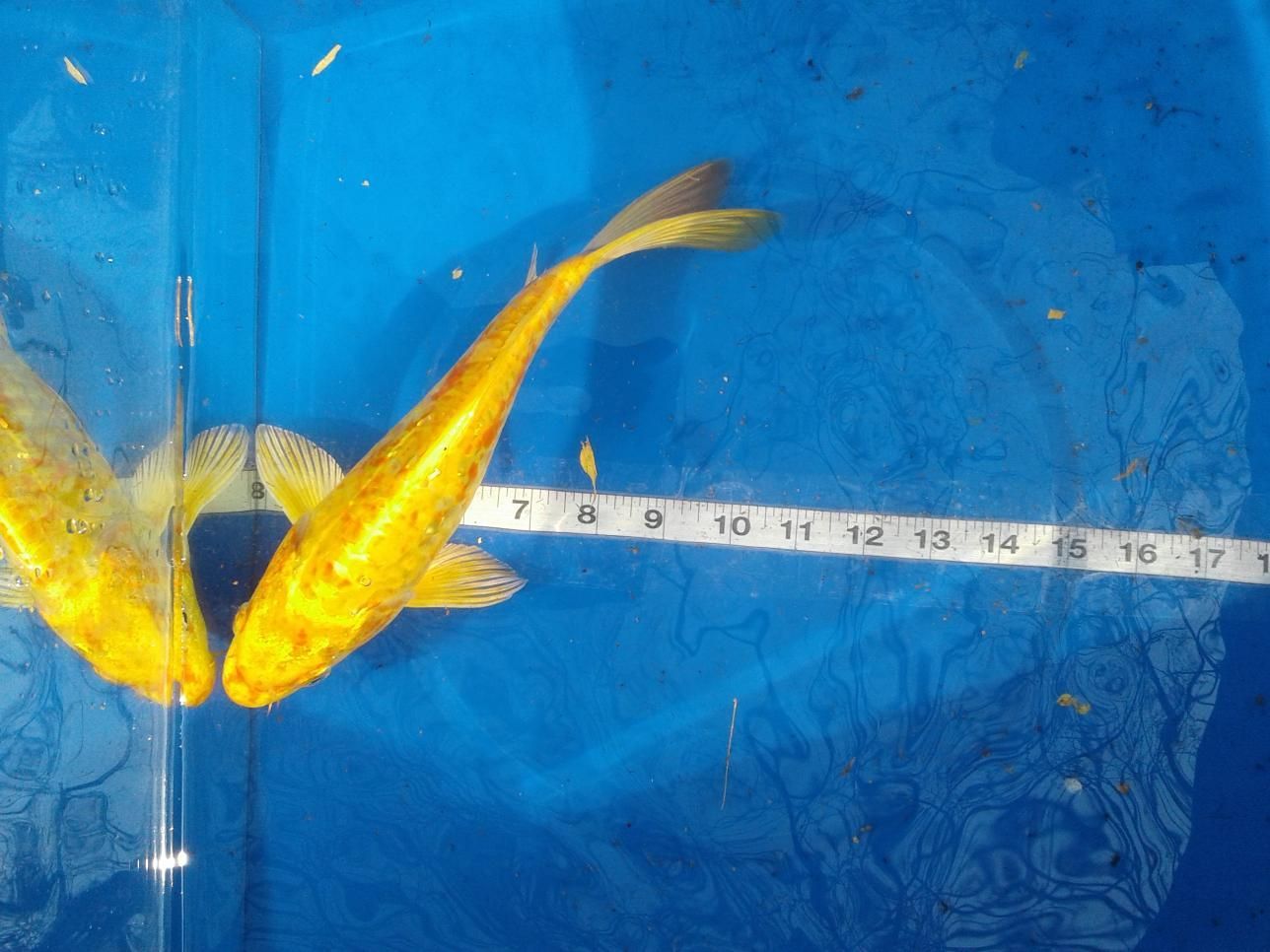 Two goldfish are sitting next to each other on a blue surface.