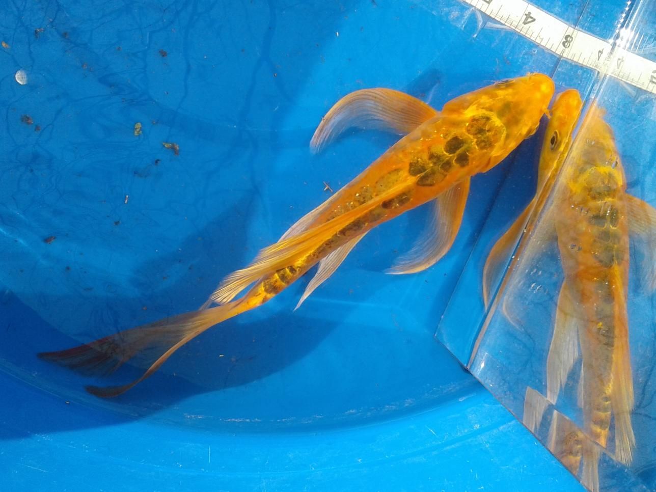 Two goldfish are swimming in a blue bucket.