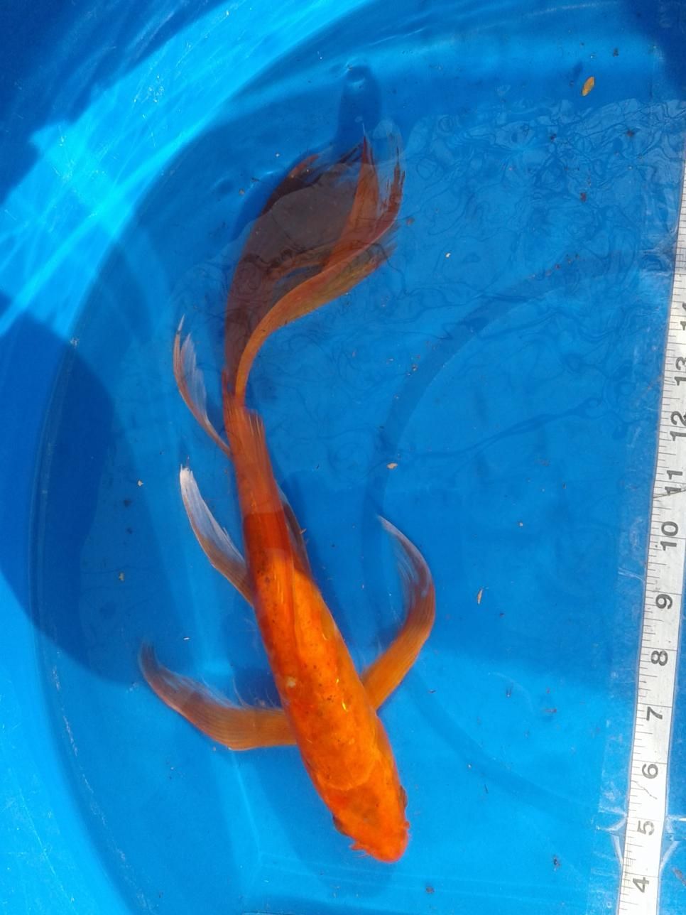 A goldfish is being measured by a ruler in a blue container