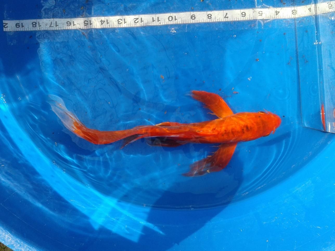 A large orange fish is swimming in a blue bowl of water.