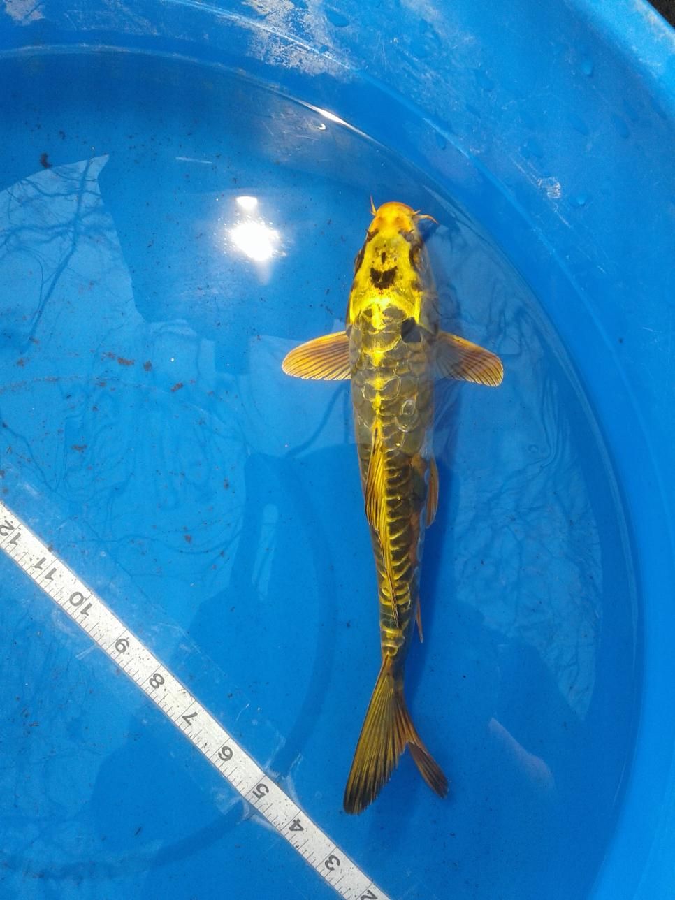 A yellow fish is swimming in a blue bucket with a measuring tape.