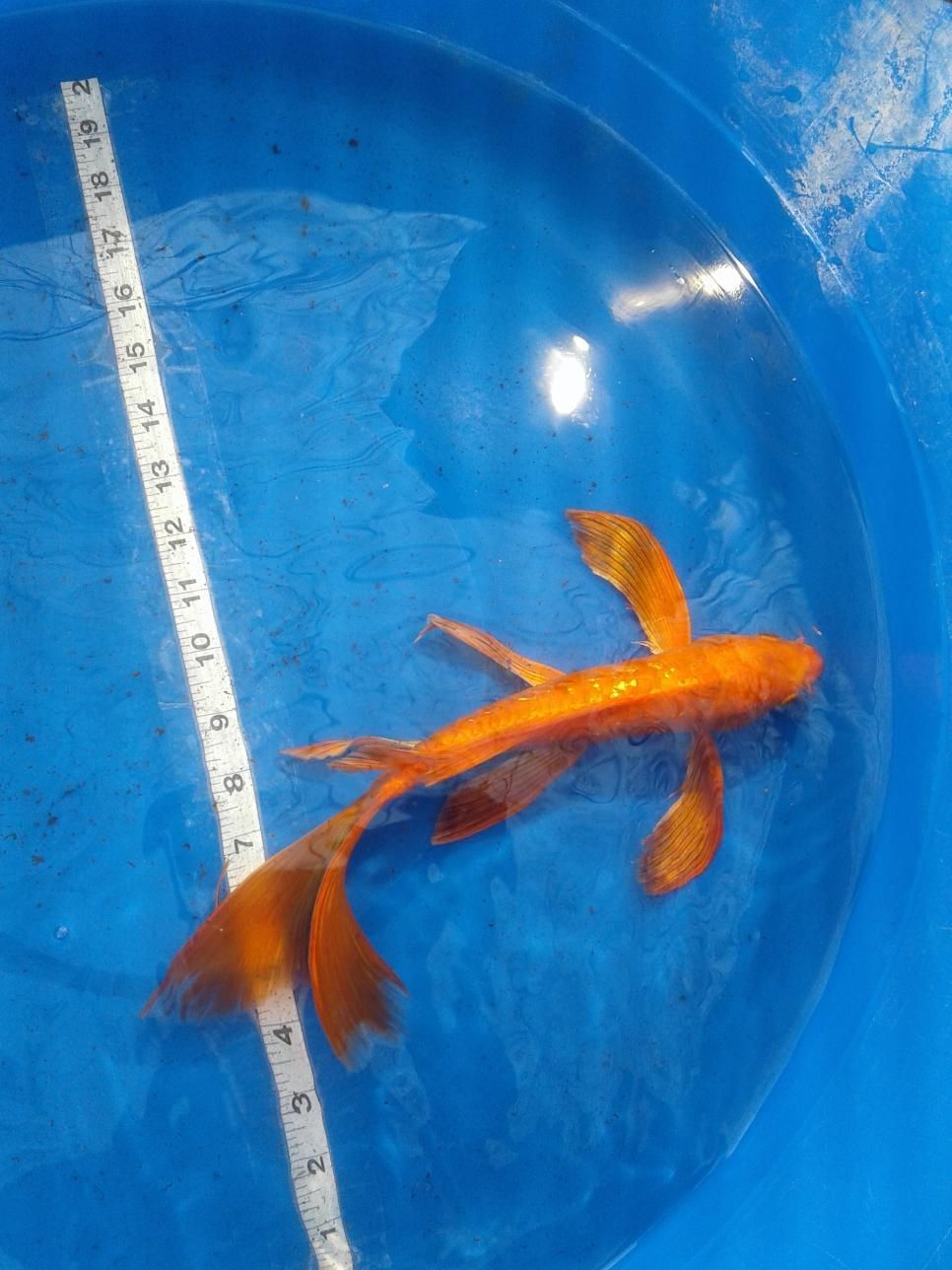 A goldfish is being measured in a blue bucket with a ruler.