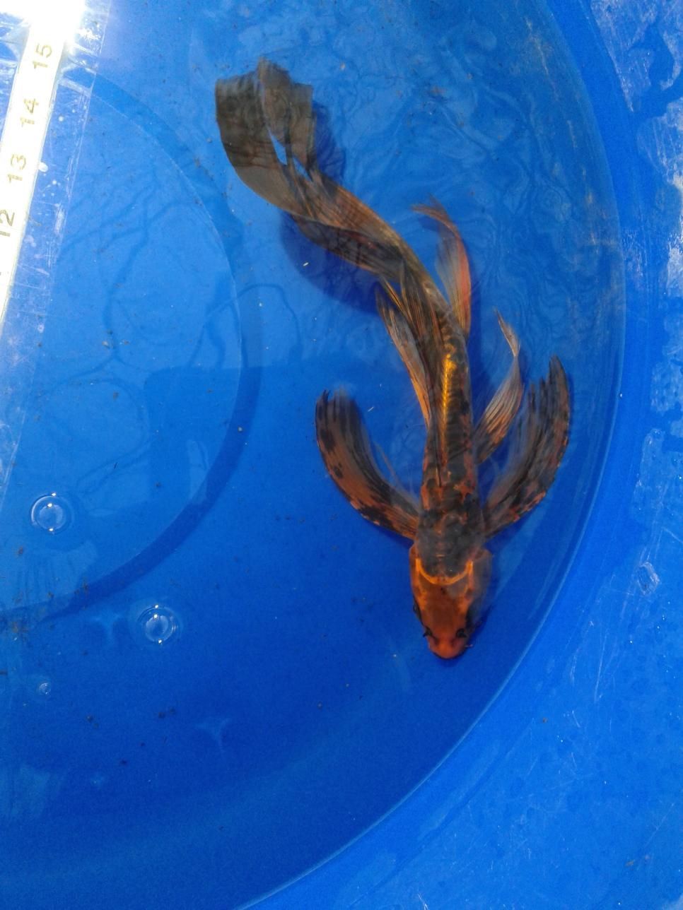 A fish is swimming in a blue bowl of water.