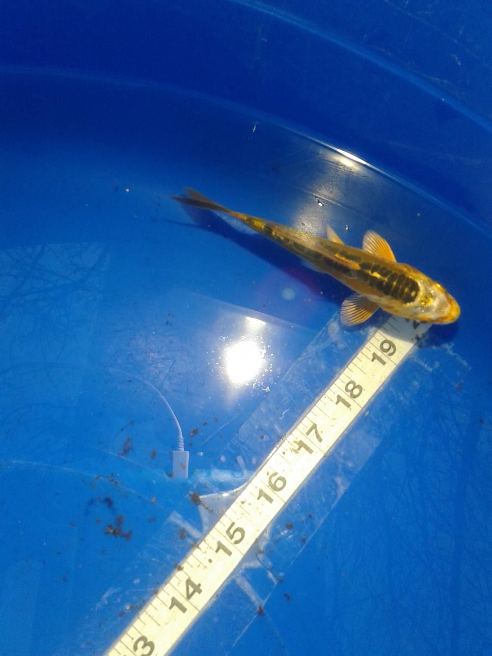 A fish is swimming in a blue bucket next to a ruler.