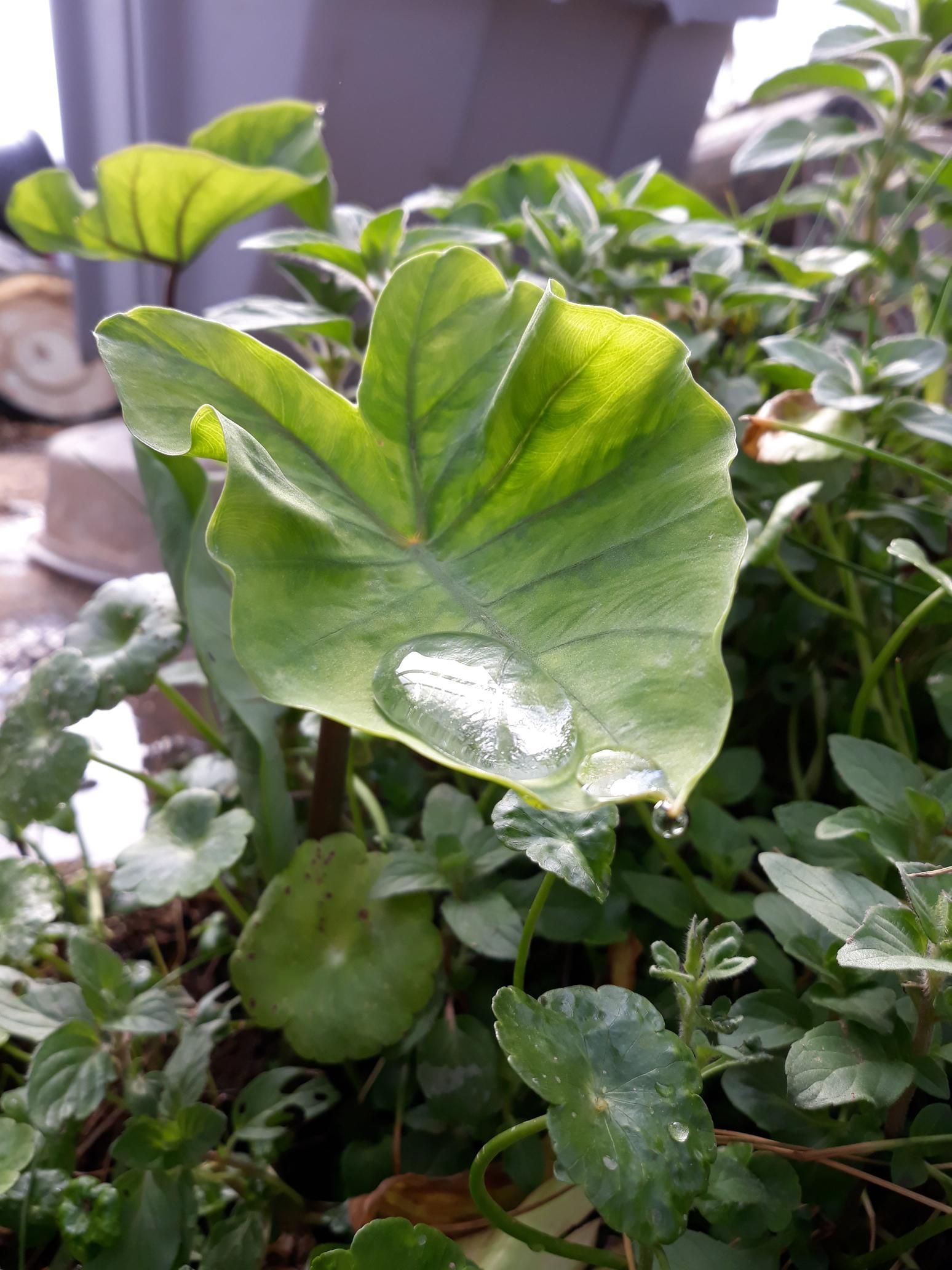 A close up of a green leaf with water drops on it