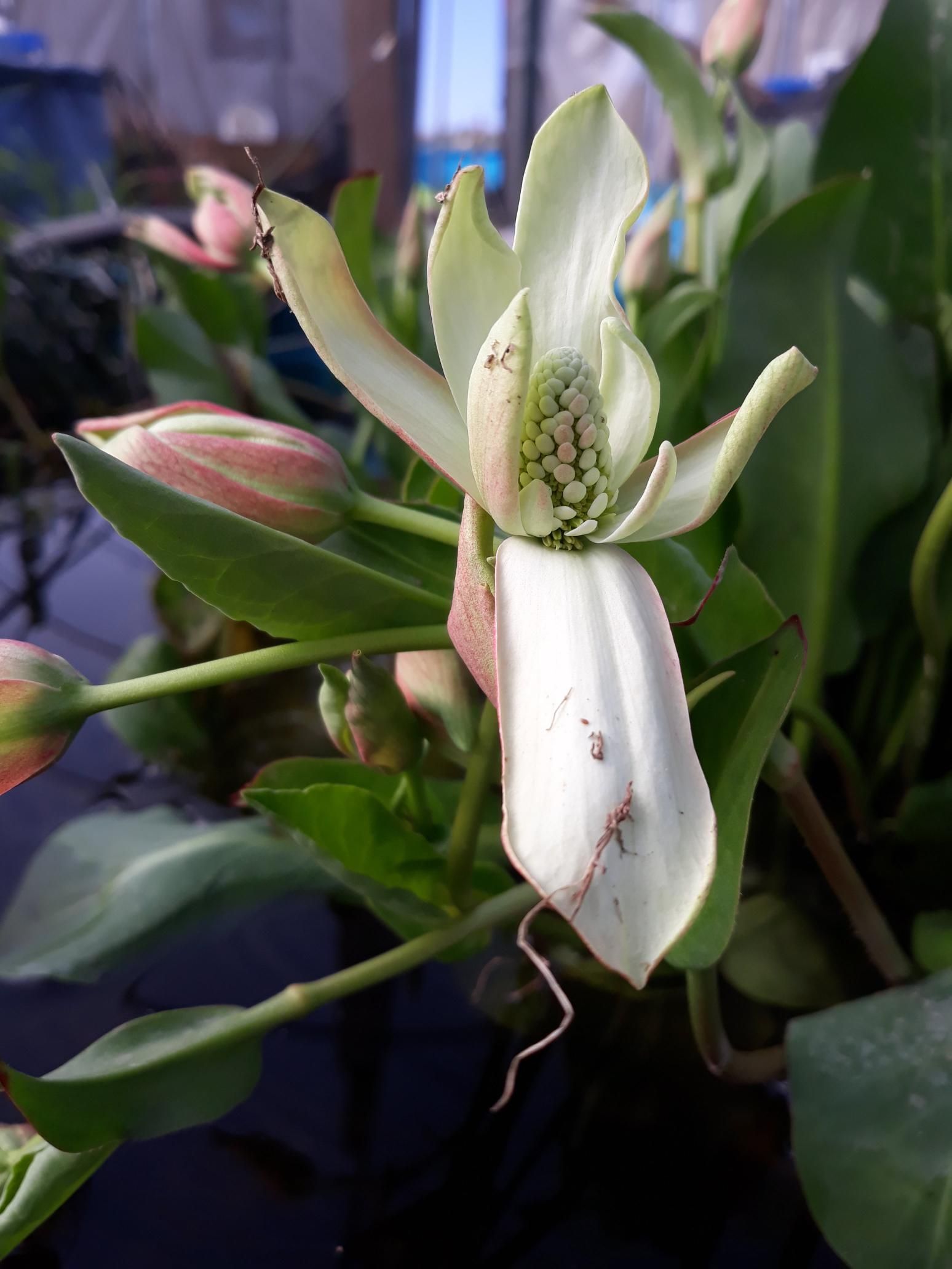A close up of a white flower surrounded by green leaves.