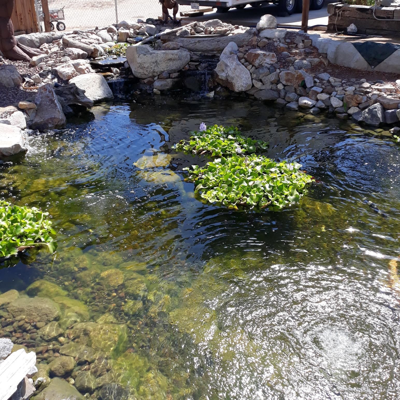 A pond with a lot of rocks and plants in it