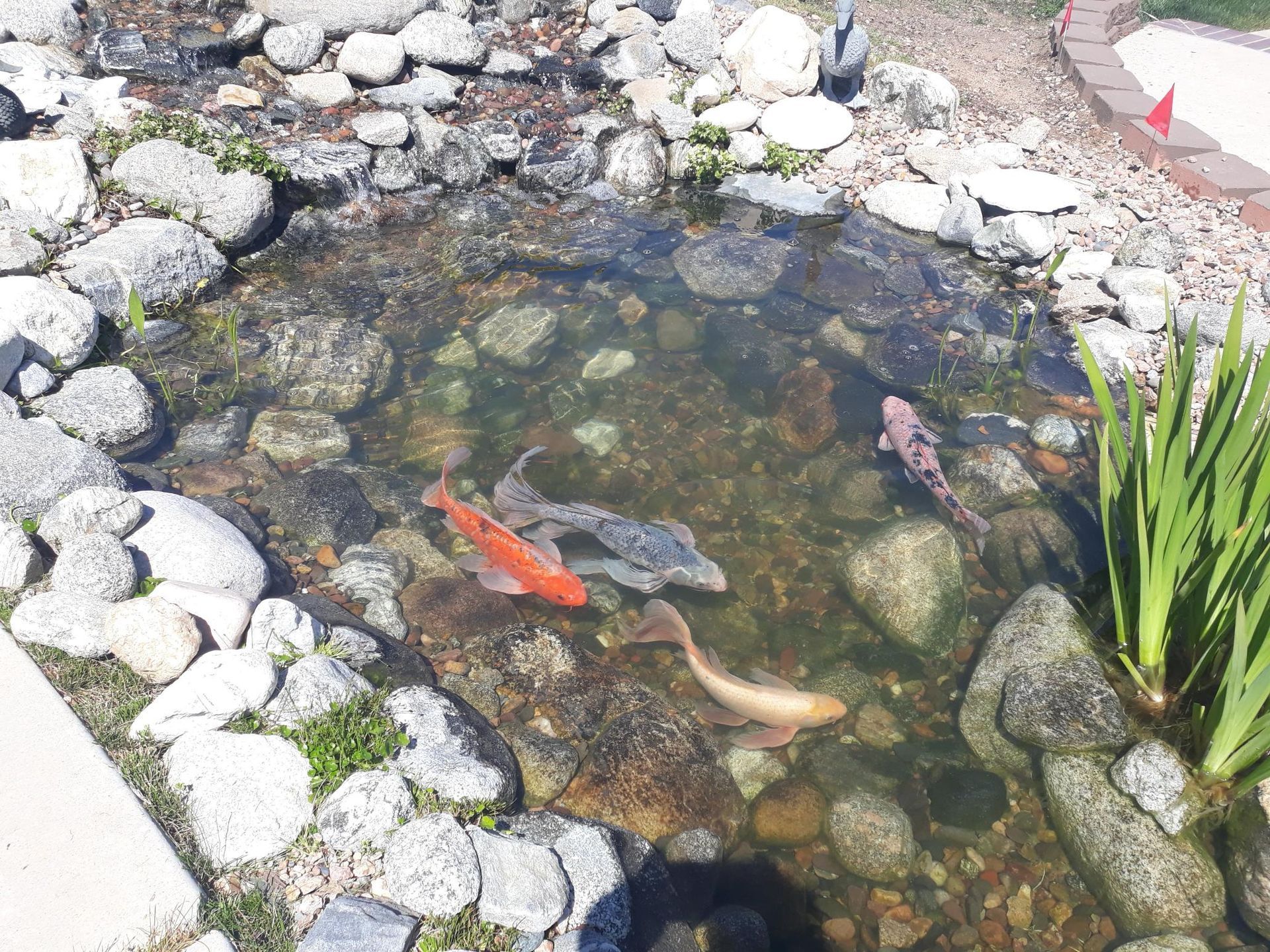 A pond filled with rocks and fish on a sunny day