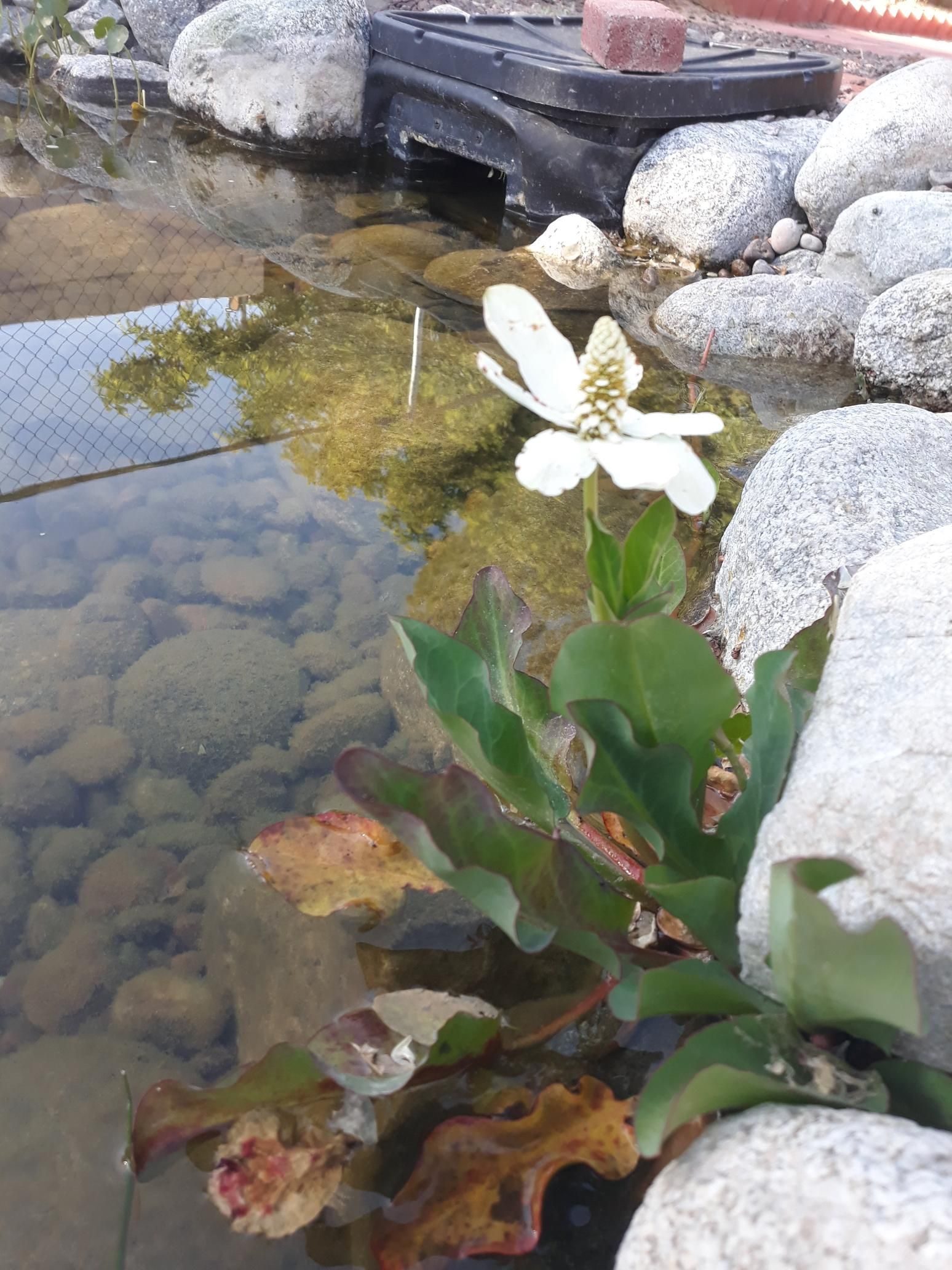 A white flower is growing in a pond surrounded by rocks.