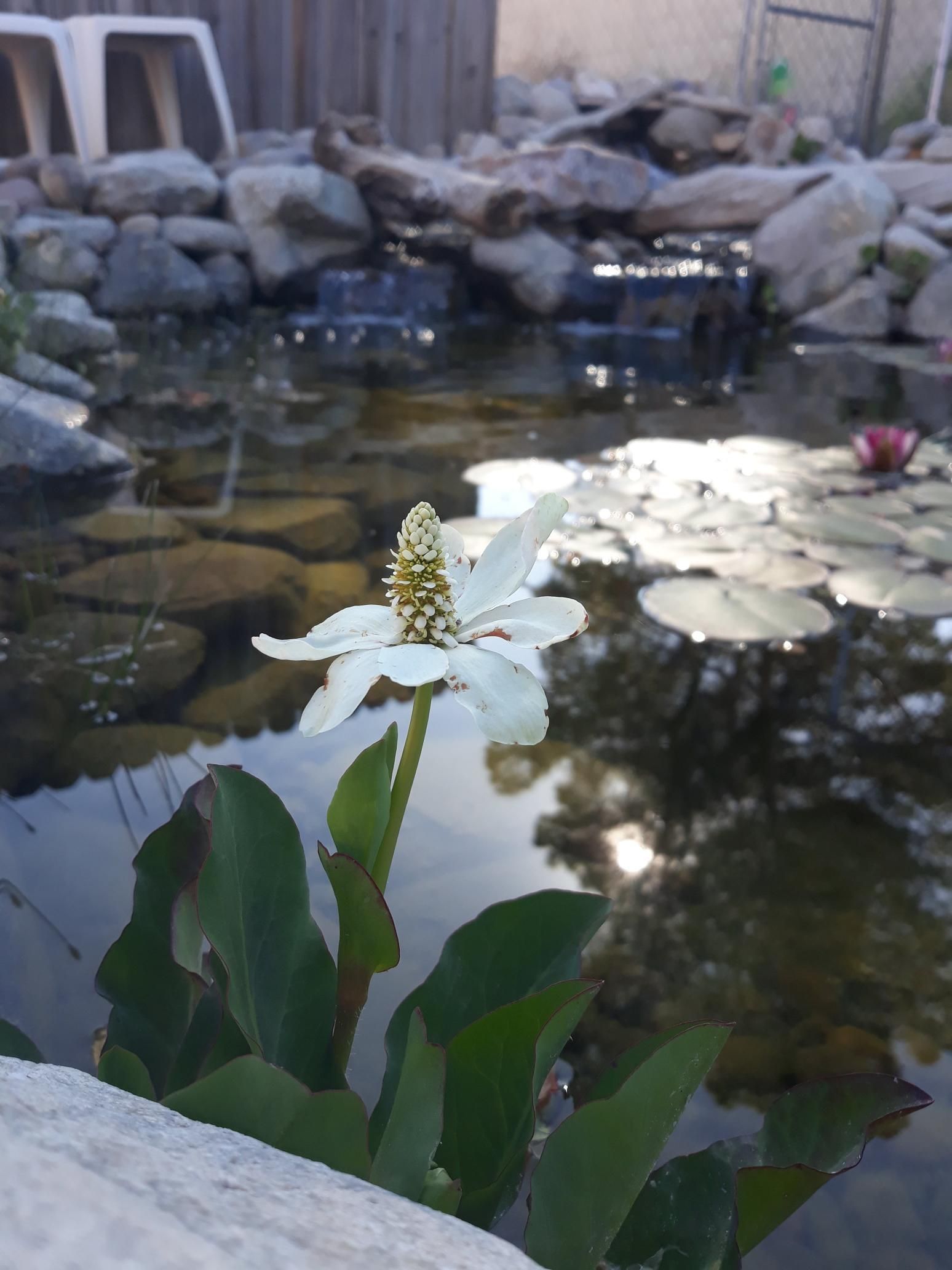 A small white flower is growing in a pond