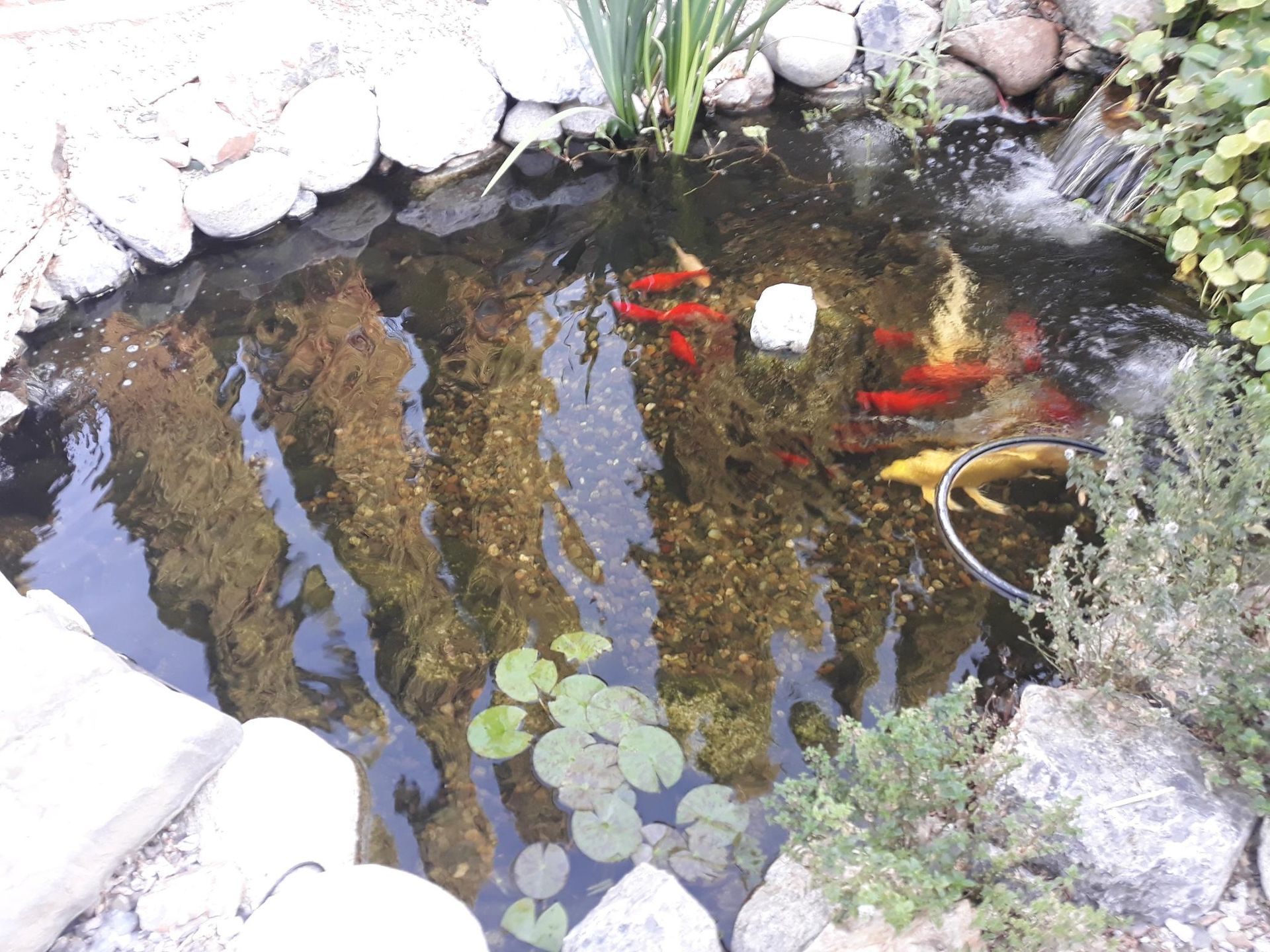 A pond with fish and water lilies in it