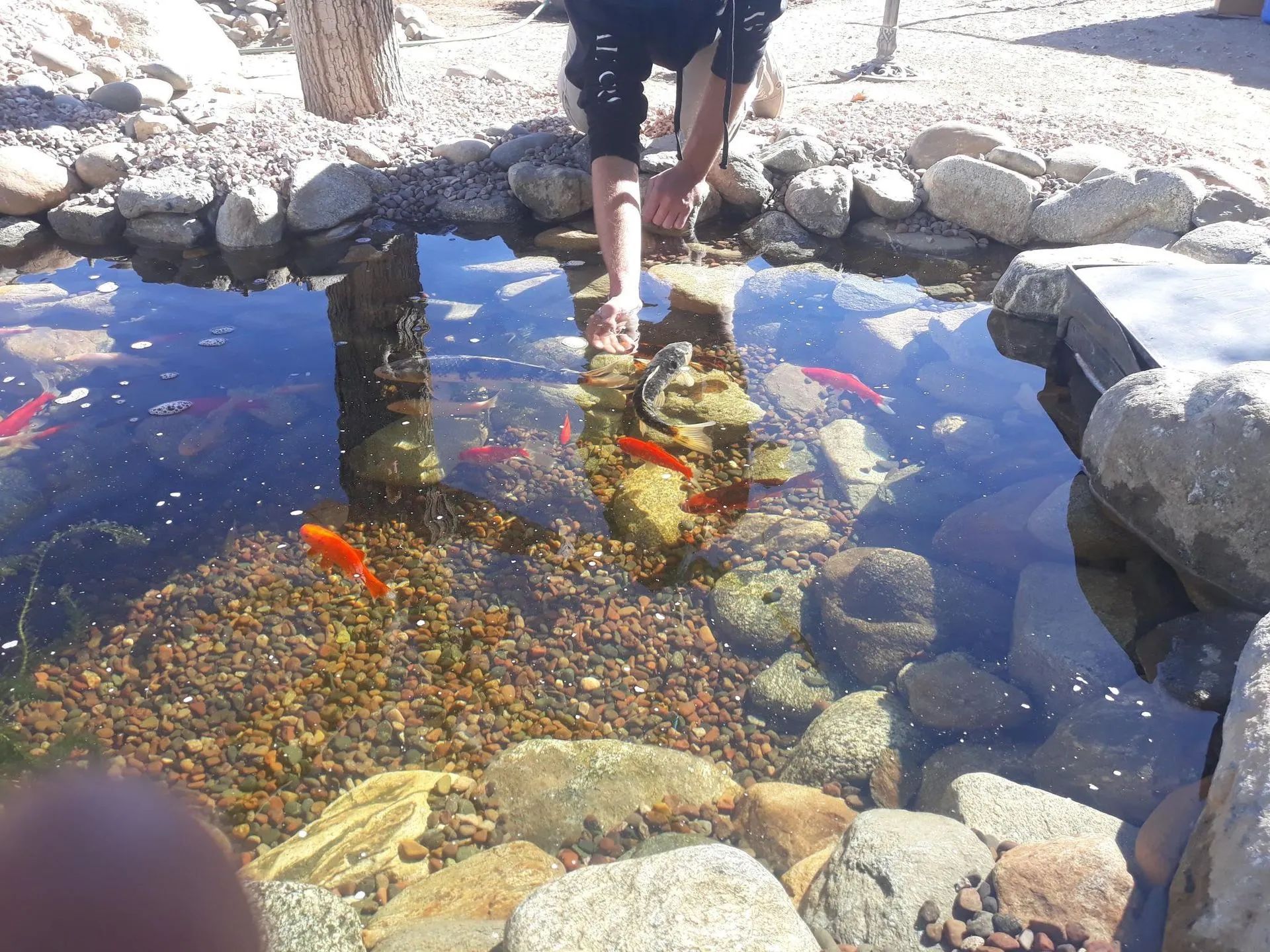 Person standing in a rock-lined pond with orange fish and clear water reflections