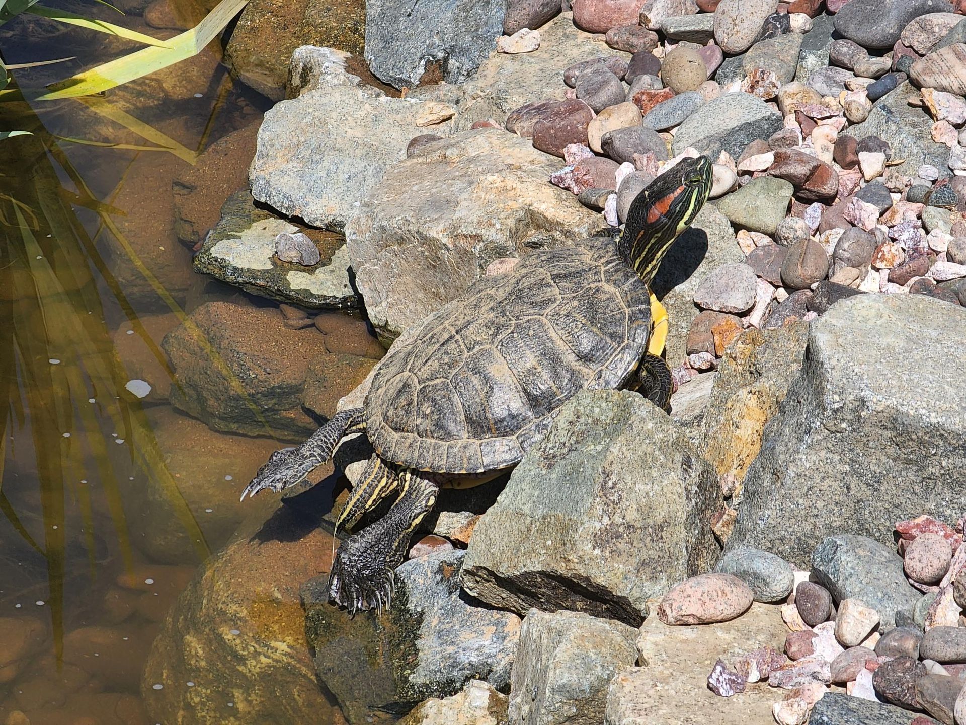A turtle is sitting on a rock near a pond.