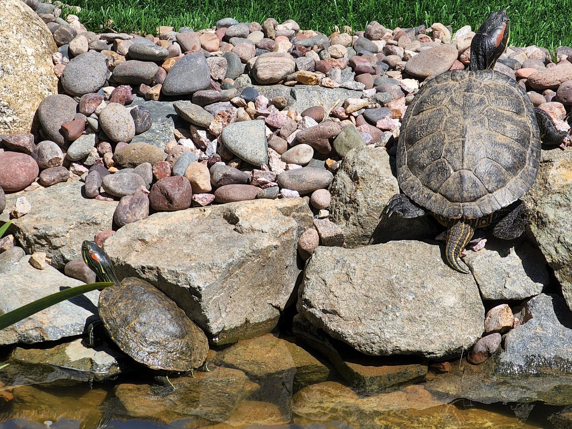 Two turtles are sitting on rocks near a pond.