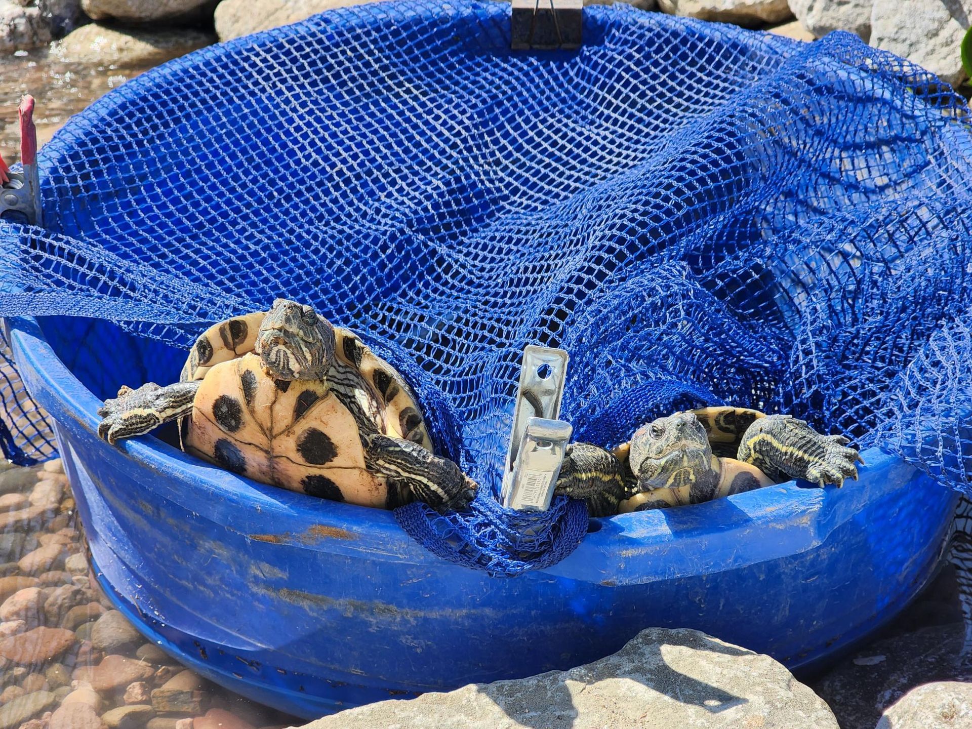 Two turtles are sitting in a blue bowl.