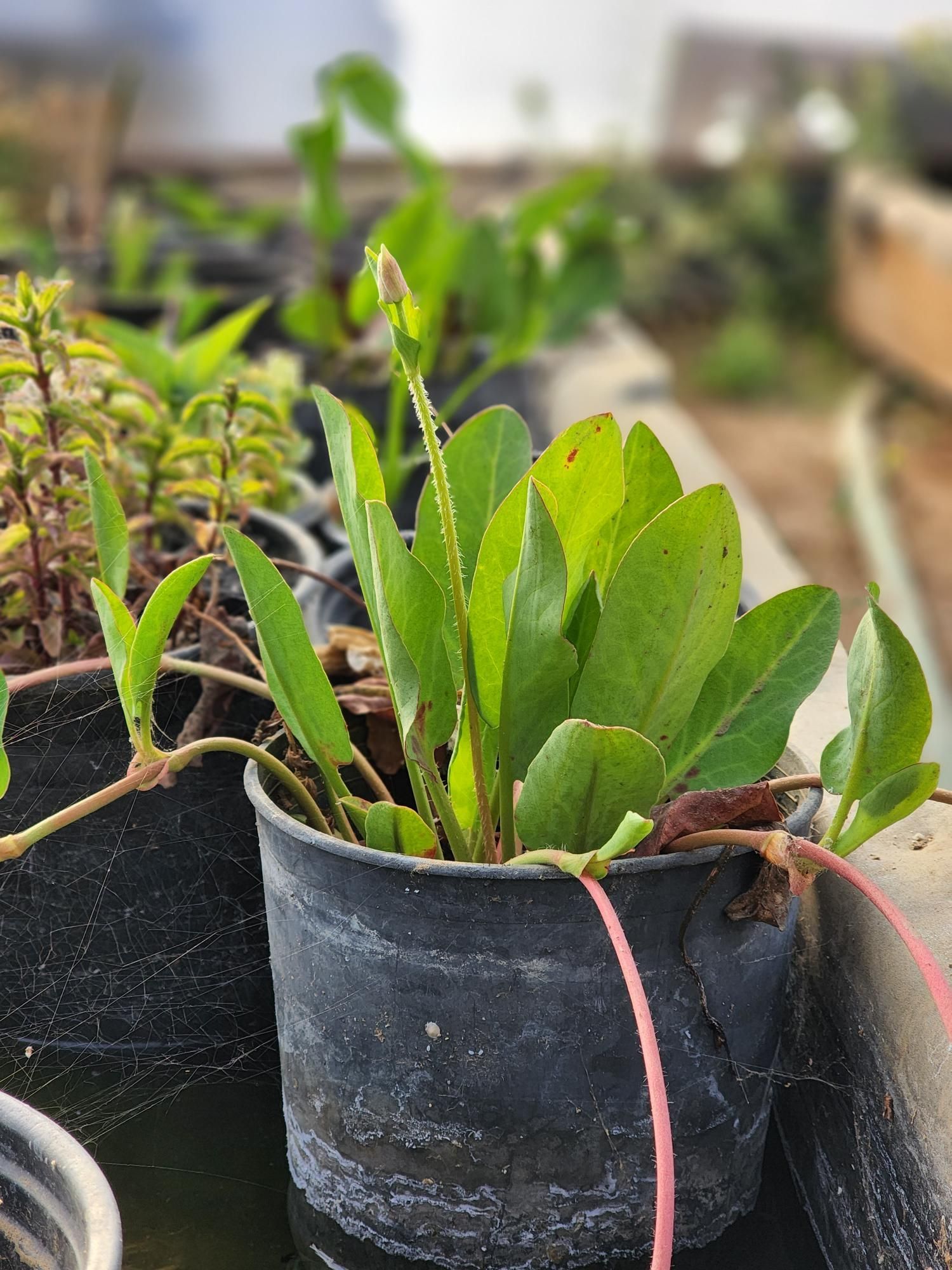 A small plant in a black pot is sitting on a tray.